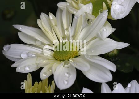 Nahaufnahme einer schönen weißen Chrysantheme-Blume mit Regentropfen auf den Blütenblättern Stockfoto