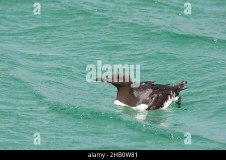 Guillemot füttert in der Nähe des Nestes und fängt einen Schnabel voller Fische, bevor er zum Nest zurückkehrt, um das Küken zu füttern. Sandaale sind ein beliebtes Essen. Stockfoto