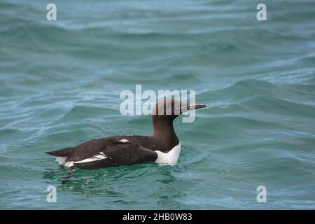 Guillemot füttert in der Nähe des Nestes und fängt einen Schnabel voller Fische, bevor er zum Nest zurückkehrt, um das Küken zu füttern. Sandaale sind ein beliebtes Essen. Stockfoto