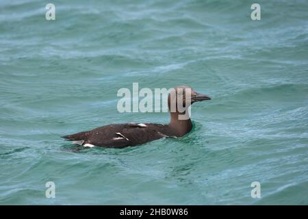 Guillemot füttert in der Nähe des Nestes und fängt einen Schnabel voller Fische, bevor er zum Nest zurückkehrt, um das Küken zu füttern. Sandaale sind ein beliebtes Essen. Stockfoto