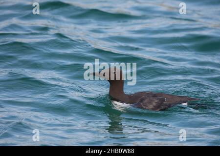 Guillemot füttert in der Nähe des Nestes und fängt einen Schnabel voller Fische, bevor er zum Nest zurückkehrt, um das Küken zu füttern. Sandaale sind ein beliebtes Essen. Stockfoto