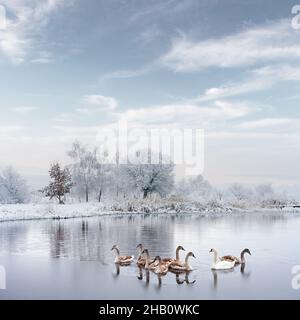 Die Familie der Schwäne schwimmt im winterlichen Seewasser zur Sonnenaufgangszeit. Weißer Schwan und kleine graue Küken im gefrorenen Wasser am Morgen. Frostige verschneite Bäume auf dem Hintergrund. Tierfotografie Stockfoto