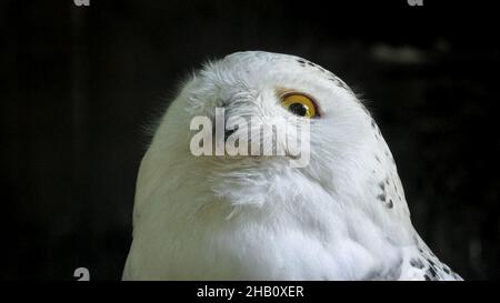 Nahaufnahme einer nächtlichen Schneeeule oder Polareule. Bubo scandiacus Arten aus den arktischen Regionen Nordamerikas und der Paläarktis. Falknerei Greifvögel Stockfoto