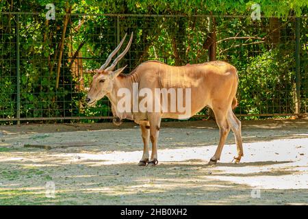 Gewöhnliches Eland, Taurotragus oryx. Eine Antilopenart aus dem Buschland Südafrikas. Nahaufnahme und Seitenansicht. Safari mit Wildfahrten. Stockfoto