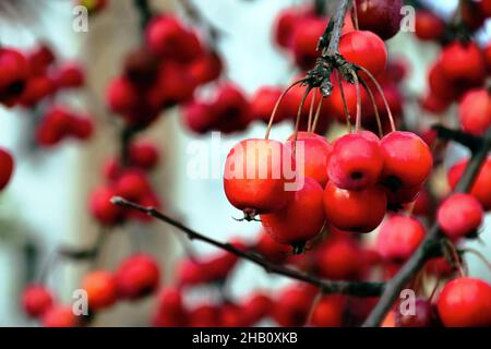 Leuchtend rote Krabben in Nahaufnahme. Blattbaumbaum. Selektiver Fokus. Herbstszene. Saisonabhängig. Herbstsaison. Herbststimmung. natur und Outdoor Stockfoto