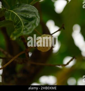 Das Foto zeigt eine Noni-Frucht, die an einem Baum hängt. Der Morinda-Baum ist exotisch und in den Tropen heimisch. Fotoqualität in HD. Glänzende dunkelgrüne Blätter und Stockfoto