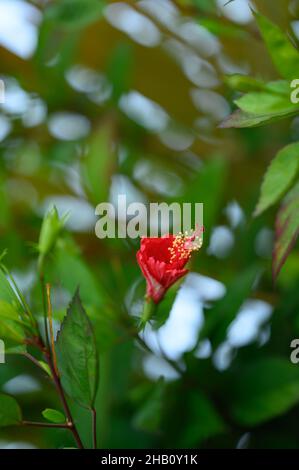 Foto von rotem Hibiskus in Knospe, noch ungeöffnet, aufgenommen im Garten. Das Bild zeigt, wie die Blume geschlossen aussieht, was für eine ästhetische Knospe. Stockfoto