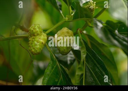 Das Foto zeigt eine Noni-Frucht, die an einem Baum hängt. Der Morinda-Baum ist exotisch und in den Tropen heimisch. Fotoqualität in HD. Glänzende dunkelgrüne Blätter und Stockfoto