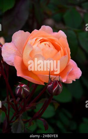 Double Orange David Austin Rosa 'Lady Emma Hamilton' Rose im Rosengarten von Lowther Castle, Lake District National Park, Cumbria, England. Stockfoto