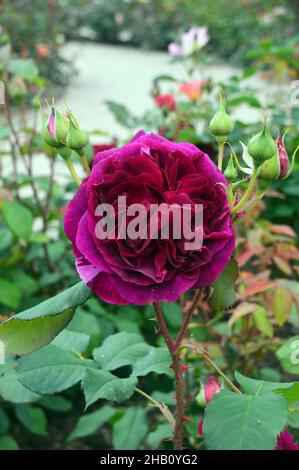 Doppelte dunkelrote David Austin Rosa 'Munstead Wood'-Rose, die im Rosengarten im Lowther Castle, Lake District National Park, Cumbria, England, Großbritannien, angebaut wird. Stockfoto