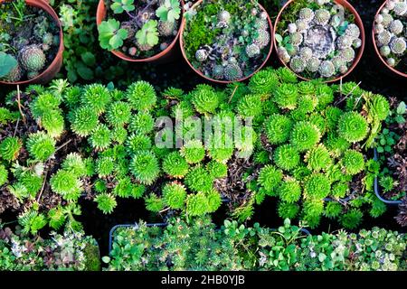 Gartengeschäft. Vielfalt der Sämlinge von Sukkulenten in Töpfen im Gartenladen. Gärtnerei von Pflanzen für die Gartenarbeit. Draufsicht. Stockfoto