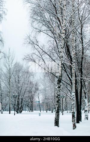 Hohe Birken, bedeckt mit frischem, flauschigen weißen Schnee im russischen Winterwald. Wintersaison in der Natur Stockfoto