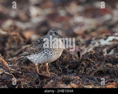 Purpurläufer ernähren sich an Felsen und sandigen Ufern. In den Gesteinen, die sie nach Nahrung sondieren, ernähren sie sich auch von Algen, wo es reichlich Insektenleben gibt. Stockfoto
