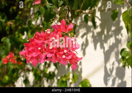 Das Foto zeigt tropische rosa Blüten wie Bougainvillea. In den Dschungelwäldern der Dominikanischen Republik wurden exotische Blumen fixiert. Exotische Blumen sind rar Stockfoto