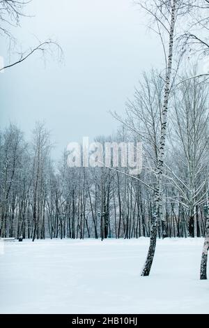 Hohe Birken, bedeckt mit frischem, flauschigen weißen Schnee im russischen Winterwald. Wintersaison in der Natur Stockfoto