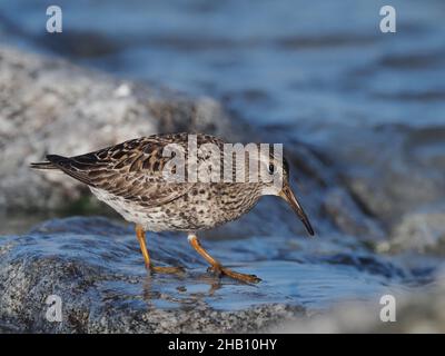 Purpurläufer ernähren sich an Felsen und sandigen Ufern. In den Gesteinen, die sie nach Nahrung sondieren, ernähren sie sich auch von Algen, wo es reichlich Insektenleben gibt. Stockfoto