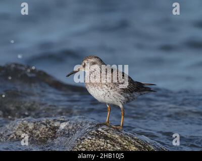 Purpurläufer ernähren sich an Felsen und sandigen Ufern. In den Gesteinen, die sie nach Nahrung sondieren, ernähren sie sich auch von Algen, wo es reichlich Insektenleben gibt. Stockfoto