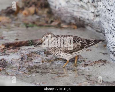 Purpurläufer ernähren sich an Felsen und sandigen Ufern. In den Gesteinen, die sie nach Nahrung sondieren, ernähren sie sich auch von Algen, wo es reichlich Insektenleben gibt. Stockfoto