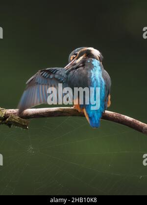 Eisvögel sind ein unverkennbarer Vogel auf dem britischen Land. Ein Blitz von elektrischem Blau um das Wasser ist ein Eisvögel! Sie tauchen, um Beute zu fangen. Stockfoto