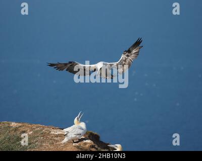 gannet nutzt die Windrichtung auf den Klippen zu ihrem Vorteil und schwimmt mit minimalem Aufwand durch die Luft. Stockfoto