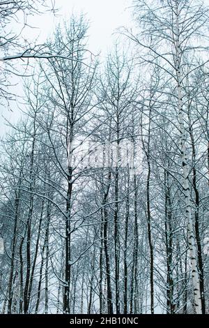 Hohe Birken, die im russischen Wald mit frischem, flauschigen weißen Schnee bedeckt sind. Winter Weihnachtszeit in der Natur Stockfoto