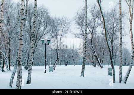 Hohe Birken, die im russischen Winterpark mit frischem, flauschigen weißen Schnee bedeckt sind. Wintersaison in der Natur Stockfoto