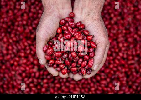 Nahaufnahme des Verkäufers, der mit beiden Händen frische reife Hagebutten ergreift. Gesunde Ernährung Konzept. Hintergrund frische rote Hagebutten, frische Beeren aus der Stockfoto