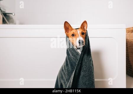 Porträt des lustigen basenji-Hundes, der nach dem Waschen im Badezimmer in ein Handtuch gehüllt wurde. Stockfoto