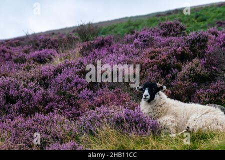 Schwarze und weiße Schafe sitzen in Heideblumen, wunderschöne Landschaft mit Schafen in lila Heidekraut auf einem Hügel im Peak District National Park Stockfoto