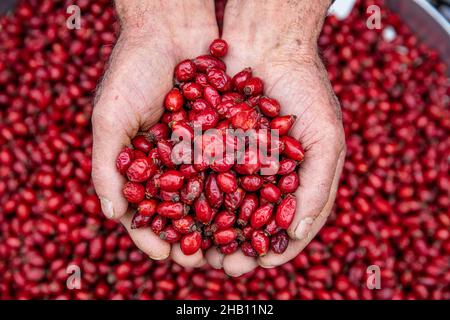 Nahaufnahme des Verkäufers, der mit beiden Händen frische reife Hagebutten ergreift. Gesunde Ernährung Konzept. Hintergrund frische rote Hagebutten, frische Beeren aus der Stockfoto