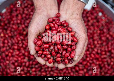 Nahaufnahme des Verkäufers, der mit beiden Händen frische reife Hagebutten ergreift. Gesunde Ernährung Konzept. Hintergrund frische rote Hagebutten, frische Beeren aus der Stockfoto