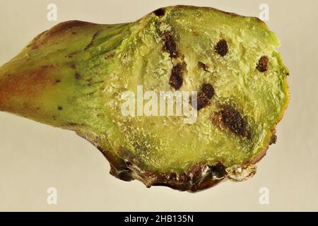 Makroquerschnitt der Gallenblase, die von Larven der Bud-galling Wasp (Trichilogaster sigliventris) auf Golden Wattle, Südaustralien, gebildet wird Stockfoto