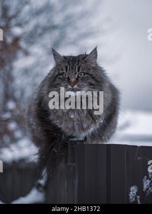 Eine große flauschige melierte Katze sitzt an einem bewölkten Wintertag an einem Zaun in der Nähe eines Dorfhauses. Stockfoto