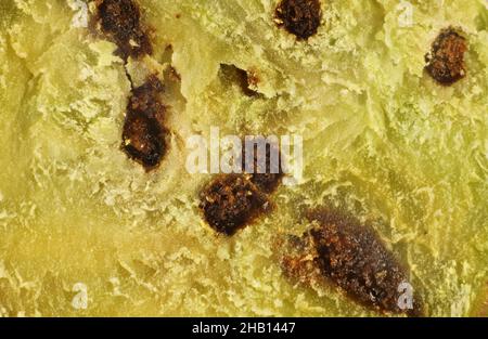 Supermakro-Querschnitt der Gallenblase, die von Larven der Bud-galling Wasp (Trichilogaster sigliventris) auf Golden Wattle, Südaustralien, gebildet wird Stockfoto