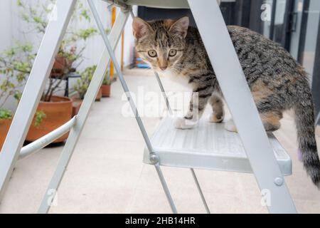 Graues gestromte Katze, die auf einer Leiter im Hof steht Stockfoto