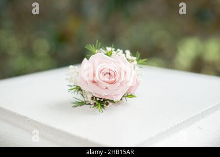 Einzelne rosa Rose Vorderansicht auf weißem Sockel außen mit Laubhintergrund Stockfoto