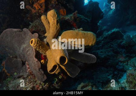 Wunderschöner Sponge am Riff Stockfoto