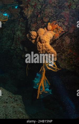 Wunderschöner Sponge am Riff Stockfoto