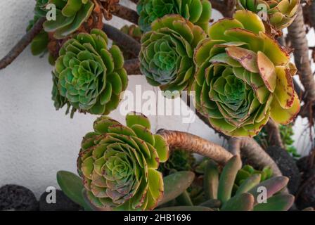 Aeonium Arboreum in Nahaufnahme auf der Straße vor einer weißen Mauer, die in einer natürlichen Umgebung im Freien auf der Insel Santorini, Griechenland wächst Stockfoto