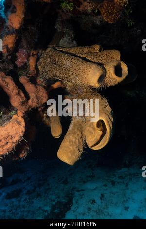 Wunderschöner Sponge am Riff Stockfoto