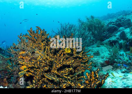 Wunderschöner Sponge am Riff Stockfoto