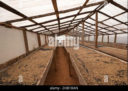 Beim Kaffeemanken werden Momentbohnen für den Espresso hergestellt. Kaffeesamen auf Holzkiste ernten. Bodenbearbeitung von Kaffee auf der Landwirtschaft. Stockfoto