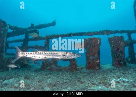 barracuda auf dem Wrack Stockfoto