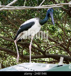 Schwarzhalsstorch (Ephippiorhynchus asiaticus) auf Nahrungssuche : (Pix SShukla) Stockfoto