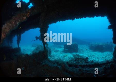 Goliath Schwadleger in Wrack Stockfoto