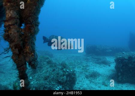 Goliath Schwadleger in Wrack Stockfoto