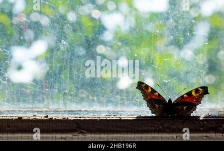 Schöner, heller Schmetterling, der auf dem alten Fenster mit einem geflochtenen Glasgewebe sitzt. Nahaufnahme. Ein Vintage-Effekt. Getönt Stockfoto