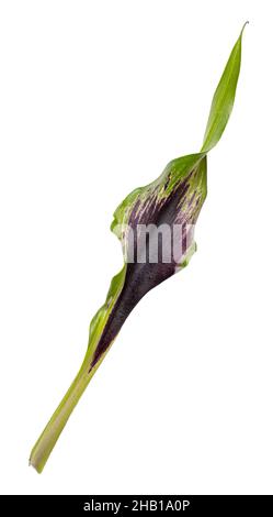 Violette Calla Blume isoliert auf weißem Hintergrund. Beschneidungspfad Stockfoto