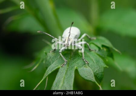 Weevil auf dem Blatt. Dies ist die zerstörerische Plage der meist Zierpflanzen und der Gartenpflanzen, die ihre Blätter fressen. Selektiver Fokus verwendet. Stockfoto