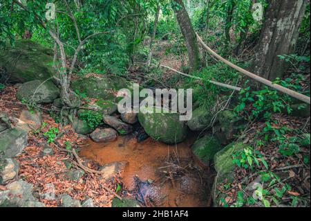 Berglauf zwischen riesigen Felsen in weald. Bergrill im Morast mit tropischen Pflanzen und frischen Kräutern. Wildtiere in exotischem wildholz mit Fluss ston Stockfoto